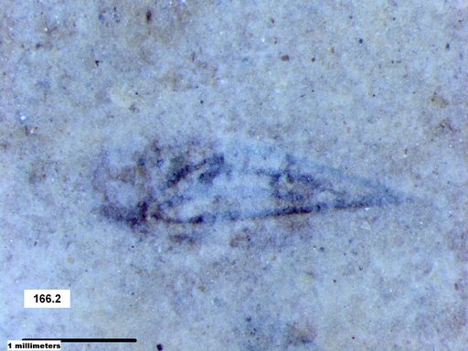 Genus sp