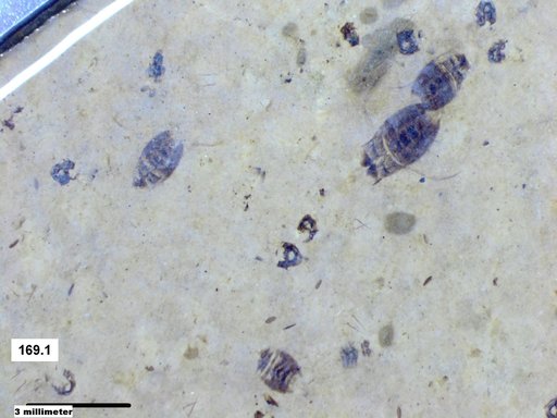 Corixidae