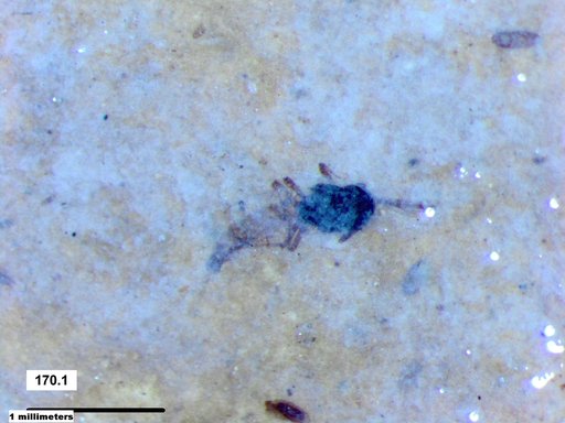 Diptera