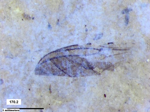 Diptera
