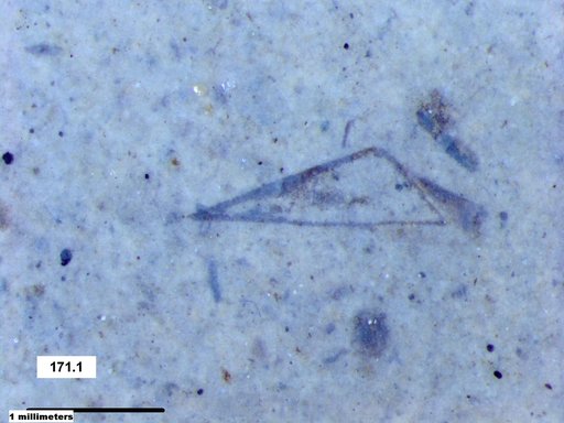 Genus sp