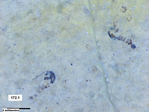 Chaoboridae