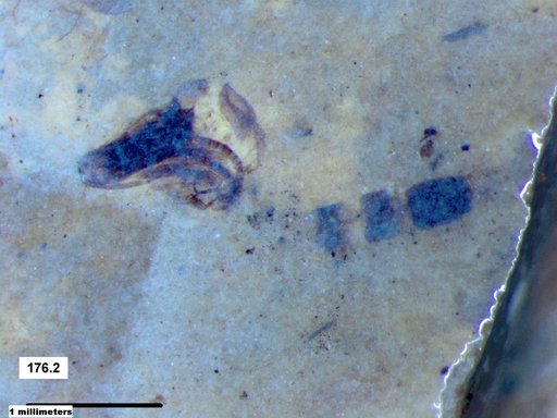 Chaoboridae