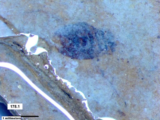 Corixidae