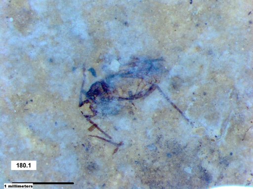 Aphididae