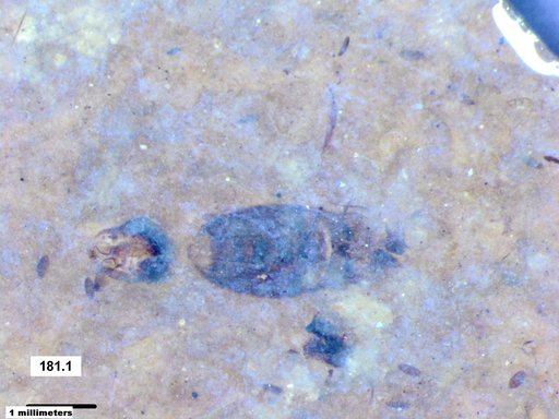 Corixidae
