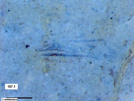 Genus sp