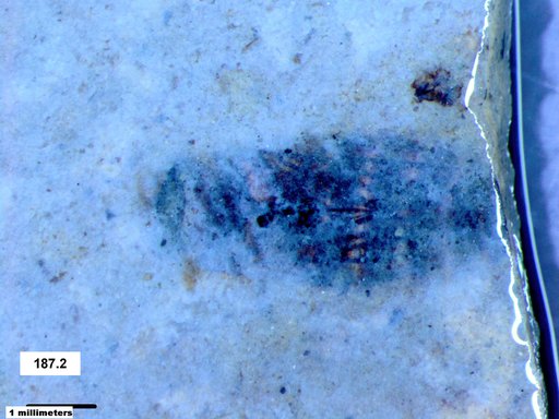 Corixidae