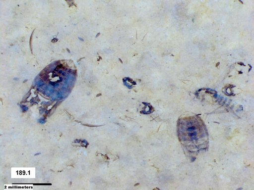 Corixidae