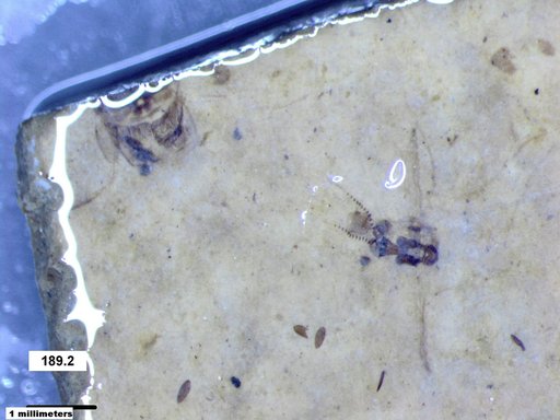Corixidae