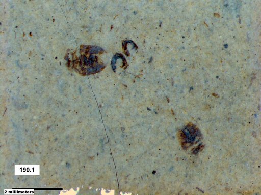 Corixidae