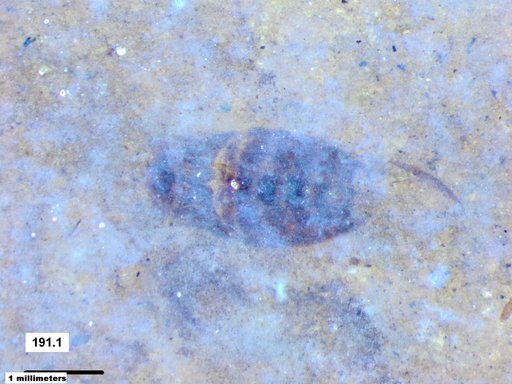 Corixidae