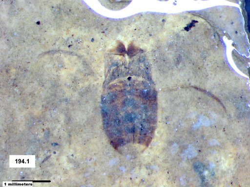 Corixidae