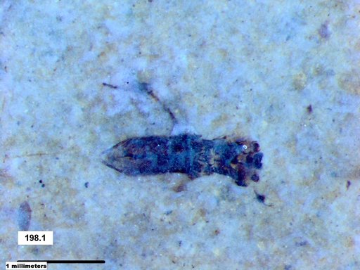 Genus sp