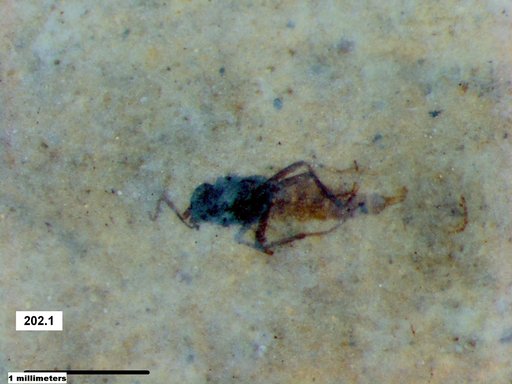 Diptera