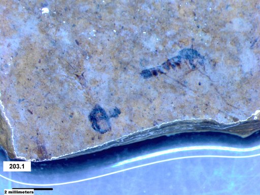 Chaoboridae
