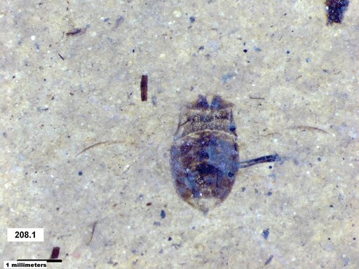 Corixidae