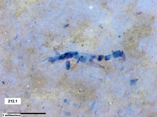 Chaoboridae
