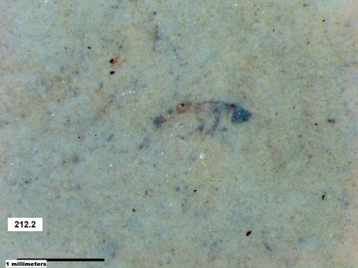 Insecta