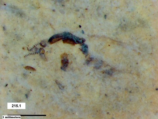Chaoboridae