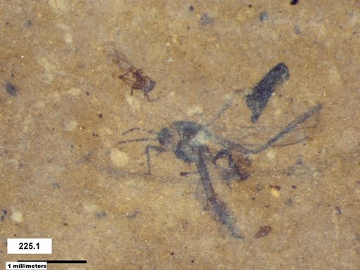 Aphididae