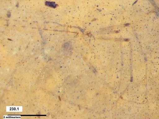 Genus sp