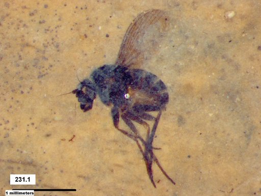 Phoridae