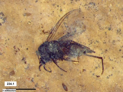 Diptera