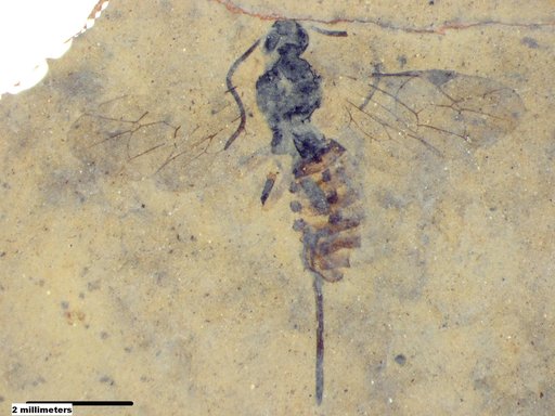 Ichneumonidae