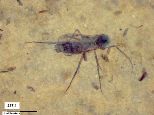 Diptera