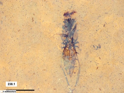 Genus sp