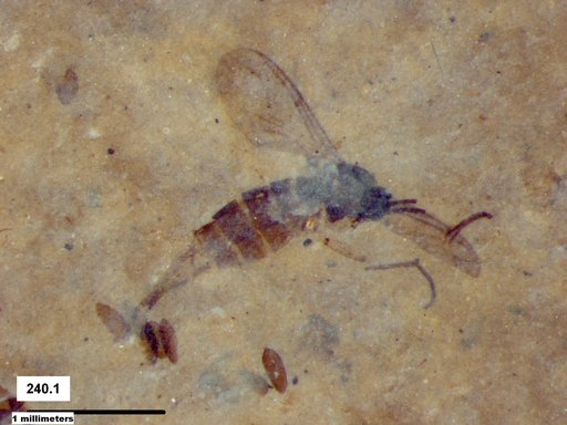 Sciaridae