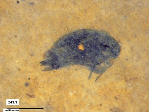 Mordellidae