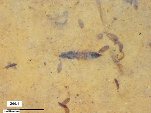 Genus sp