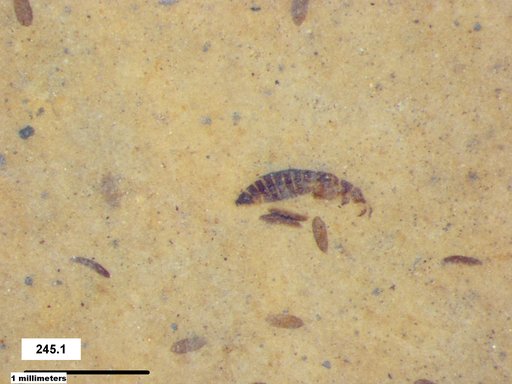 Genus sp
