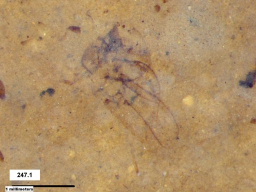 Genus sp