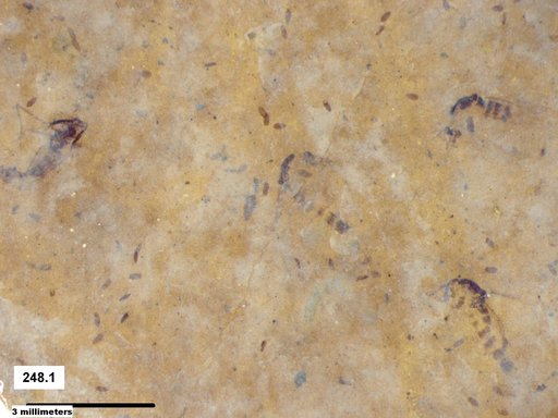 Chaoboridae