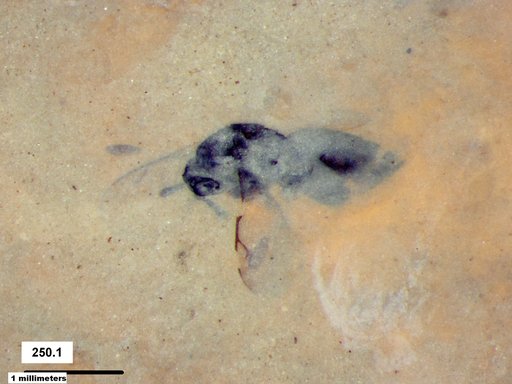 Genus sp