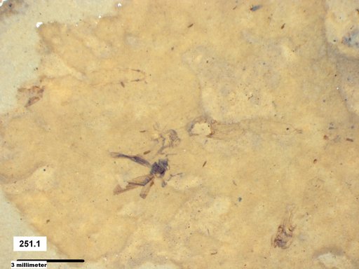Genus sp