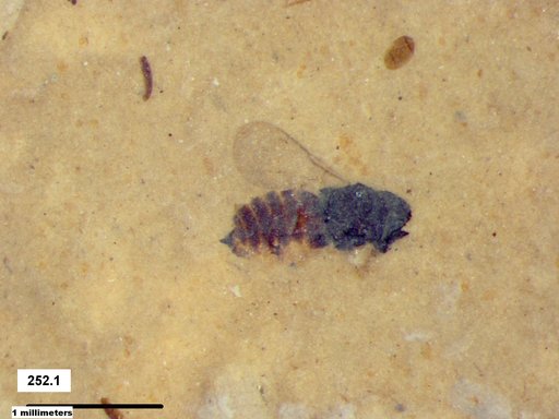 Genus sp