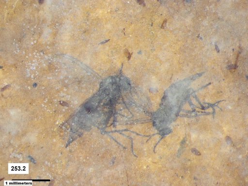 Diptera
