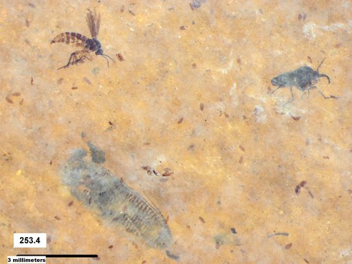 Corixidae