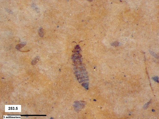 Genus sp
