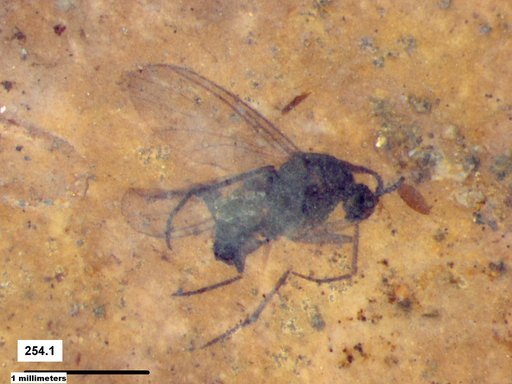 Diptera