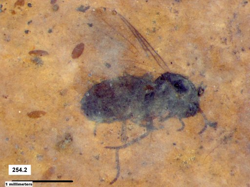 Diptera