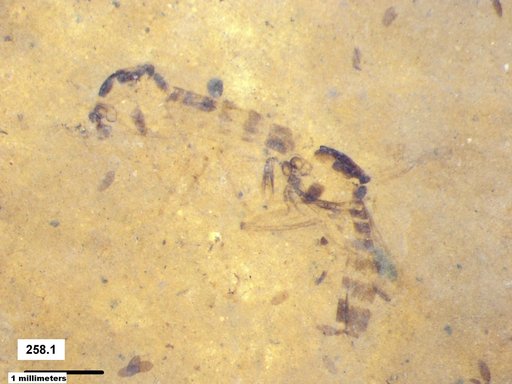 Chaoboridae