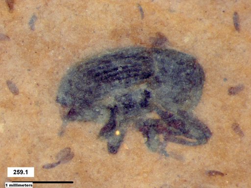 Genus sp