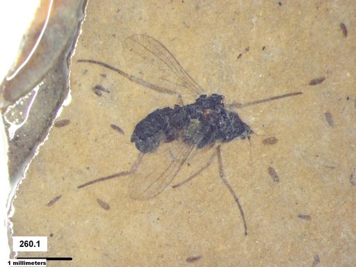 Genus sp.