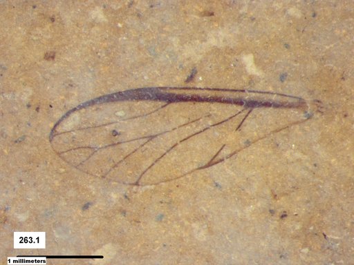 Aphididae
