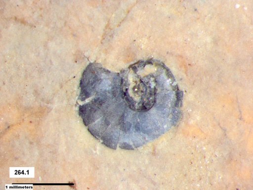 Gastropoda